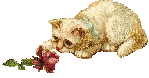 kotki - kotek z różą 2.gif