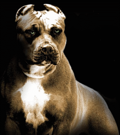 Rasy psów - Pitbull.gif