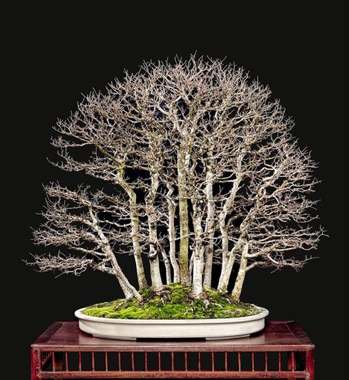   bonsai - najpiękniejsze drzewka - ef4ad4b300d0200dfa6dd59ec24ad5ad.jpg