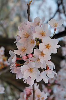 Cherry Blossom - 54.jpg