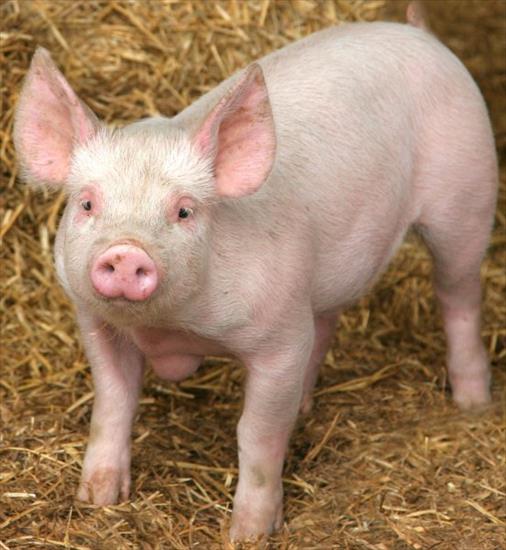 Zwierzęta - świnia.jpg