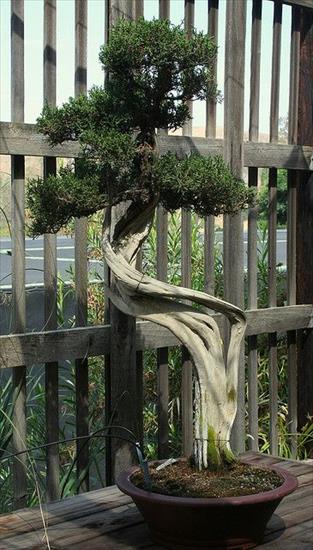   bonsai - najpiękniejsze drzewka - ebb6e7dbede51bec9645565bc632a3ec.jpg