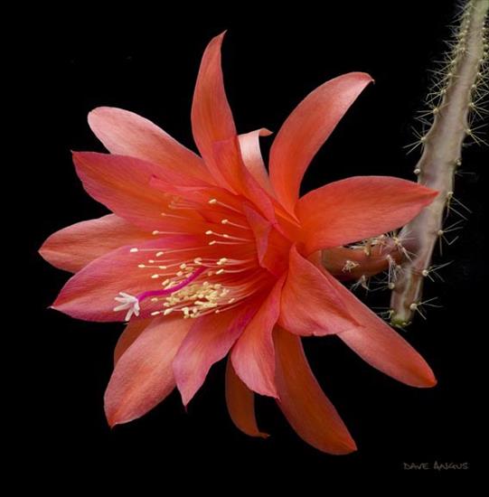 Kwitnące kaktusy - Aporo Marsha B.jpg