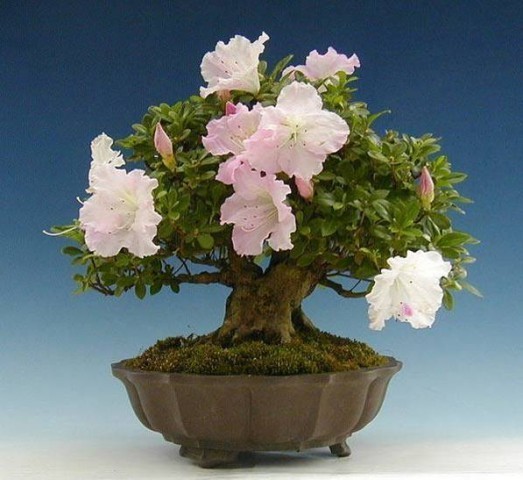 bonsai - mediumjvjzod47a2e65de4ddb.jpg