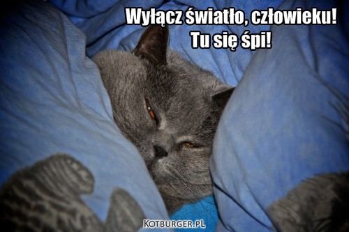 Kocie  demoty - Wyłącz światło, człowiekuTu się śpi.jpg