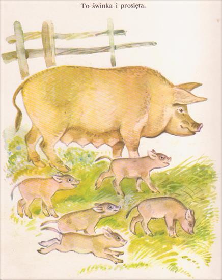 Zwierzęta i ich dzieci1 - świnka i prosiaczki.jpg
