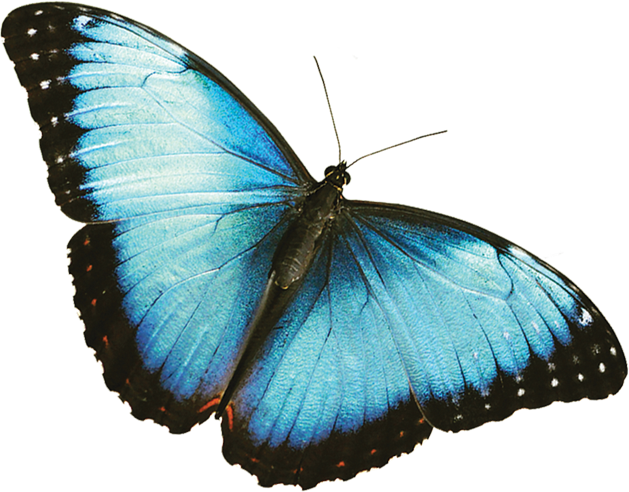 Motyle i ważki - butterfly.png