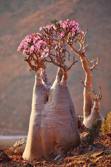   bonsai - najpiękniejsze drzewka - 1a7cf182fed524b4635376beeff787c5.jpg