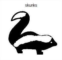 Zwierzęta - skunks.jpg