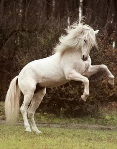 Konie - uwielbiamkoniezawszechciałammiećkonika .jpg