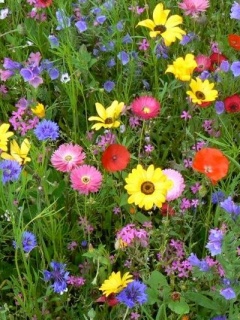 Kwiaty - Flower_Meadow.jpg