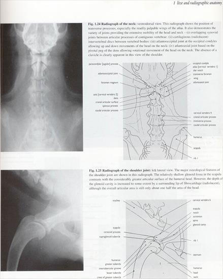 01.live  radiographic anatomy - 16.jpg