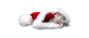Boże Narodzenie - święty M... kotek.jpg