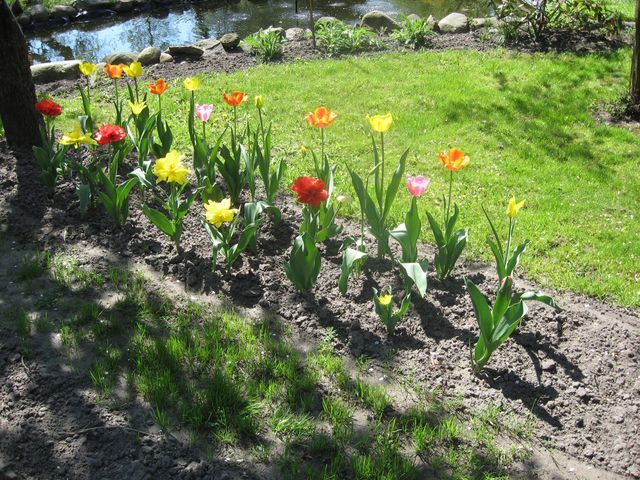 Mój ogród - mój ogród 028 - wiosna 2012.jpg