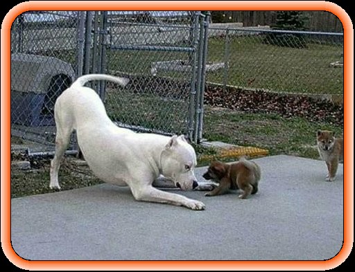 PIT BULL  AMSTAF - _Close Encounter with a Pit bull.jpg
