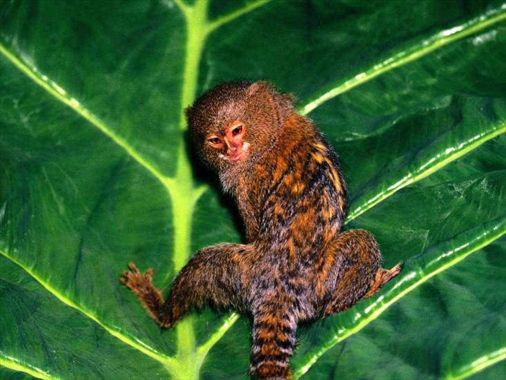  Animals part 2 z 3 - Hanging Out, Pygmy Marmoset.jpg