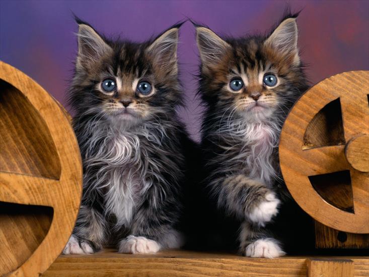 koty - Maine Coon Kittens.jpg