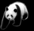 Panda - 05.gif