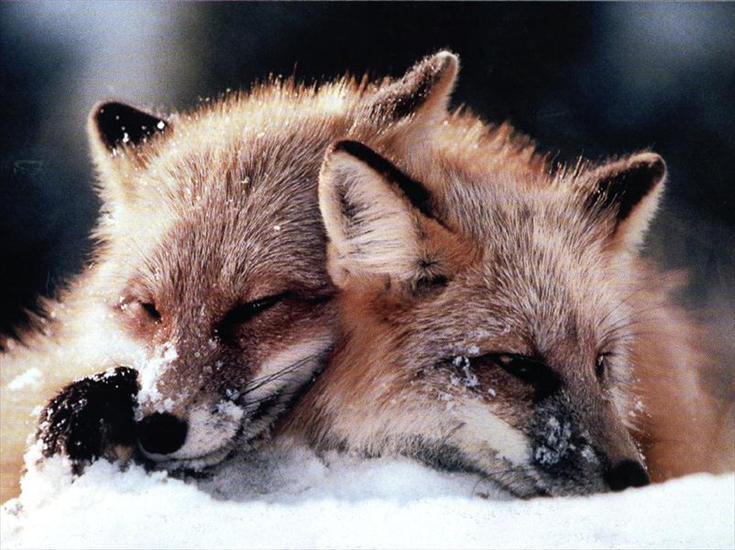 wilki i lisy - lisy śpiące.jpg