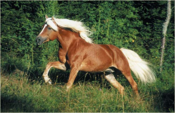 Konie2 - 03Haflinger1.jpg