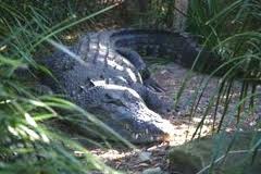 krokodyle - images.jpg