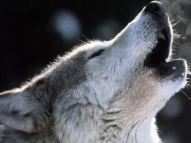 zwierzęta - wilk017.jpg