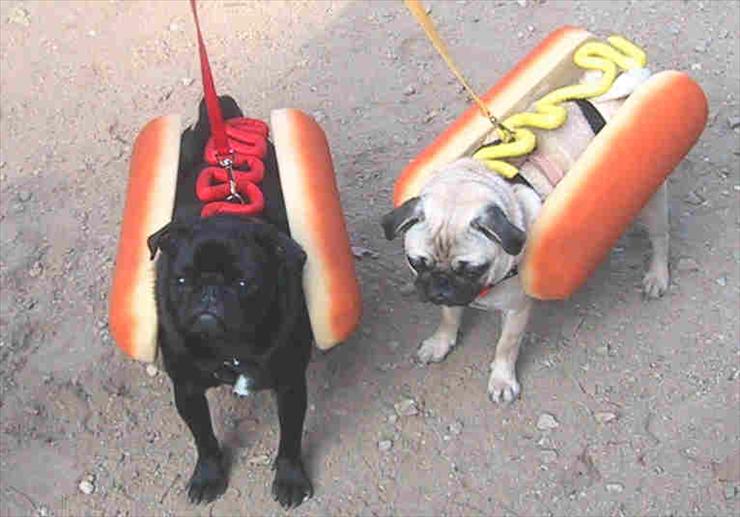 Smieszne - Hot Dog.jpg