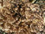 atlas grzybów - Grifola frondosa _ __agwica listkowata _ 3.jpg
