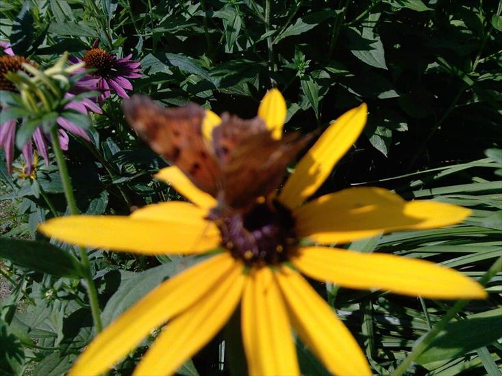 Motyle na kwiatach - Rusałka ceik 2.jpg