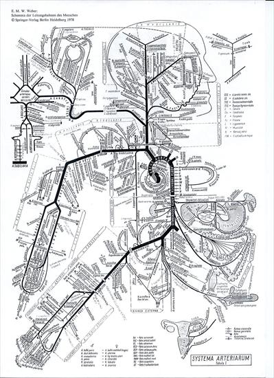 Anatonia - systema-arteriarum.jpg