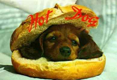 GIFY - hotdog1.jpg