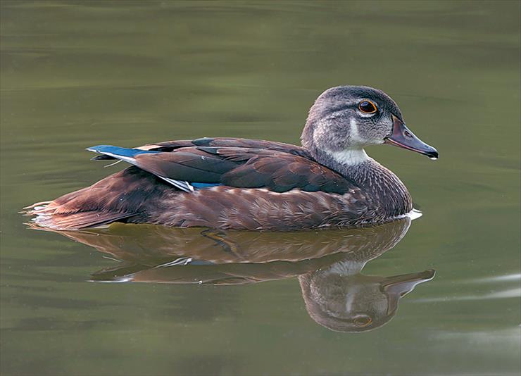 ptaki - Male Wood Duck.jpg