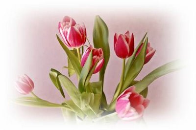 ala61-61 - tulipany12.jpg
