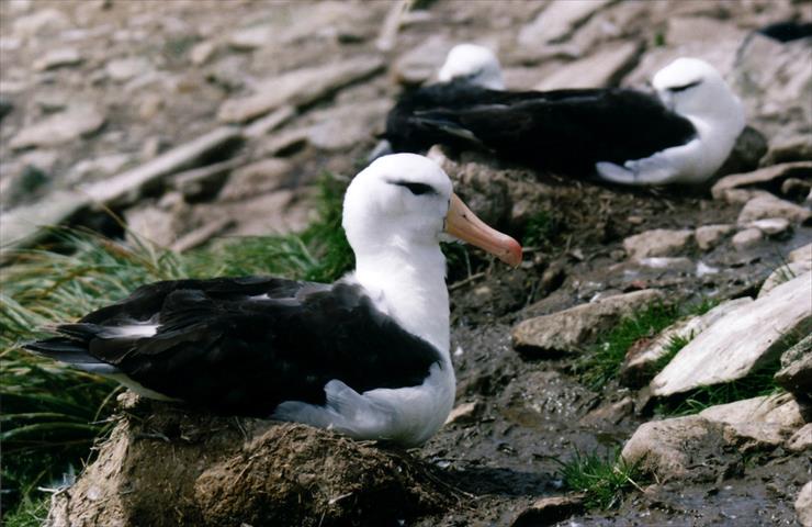 Albatrosy - Albatros_Thalassarche_melanophris_resting.jpg