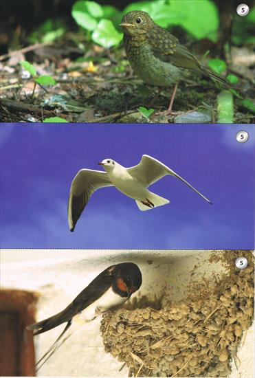 Odgłosy przyrody zagadki obrazkowo dźwiękowe - Ptaki 1 a.jpg