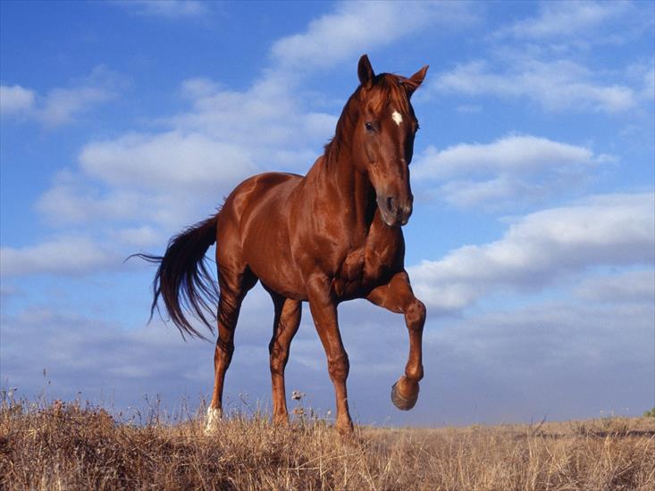 Konie - Elegant-Stride.jpg