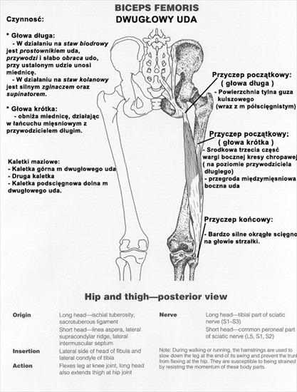 Anatomiaatlasy - BicepsFemoris copy.jpg