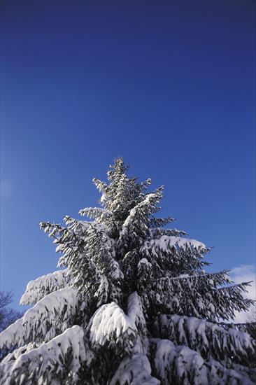 Veer Fancy Photography - Winter Scenery - FAN1006578.jpg