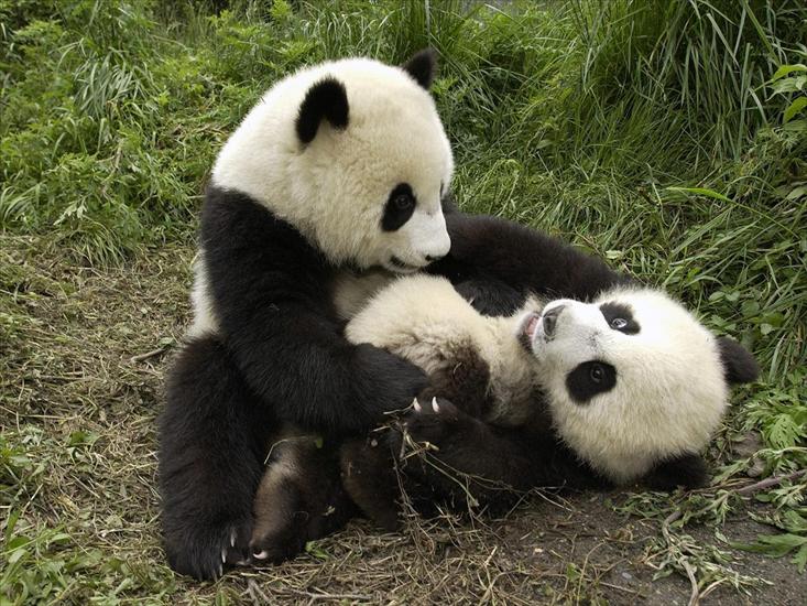 niedźwiedzie - Playful Pandas.jpg