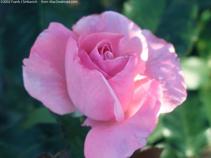 roże - pink-rose.jpg