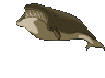 ryby - baleines_002.gif
