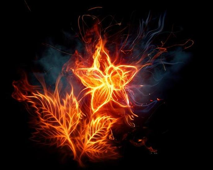 Zdjecia - ognisty kwiat.jpg