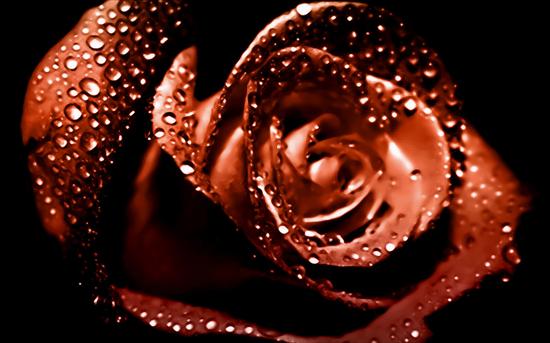 Róże -krople wody - rozax.jpg