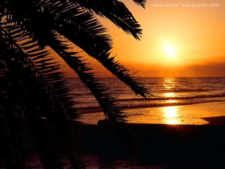 Tapety - 9680_beaches_palms_sea_great_sunsets.jpg