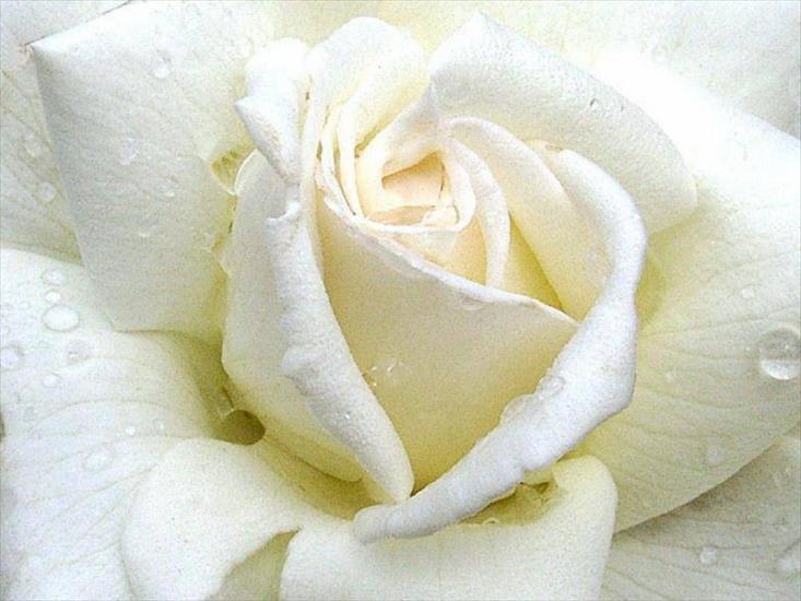 białe róże - 16.jpg