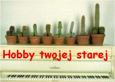 t twoja-stara - cactusik.jpg