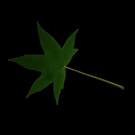 zielono turkusowa żabka - leaf 3.png