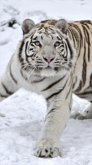 zwierzaki - tiger_albino_snow_winter_85988_720x1280.jpg