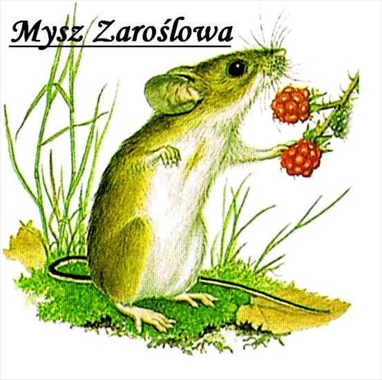 Zwierzęta Polski - obrazki edukacyjne - Mysz Zaroślowa a1.jpg