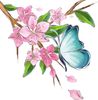 Motyle - motyl na kwiatku.jpg
